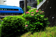 ロマンスカーと紫陽花