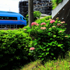 ロマンスカーと紫陽花