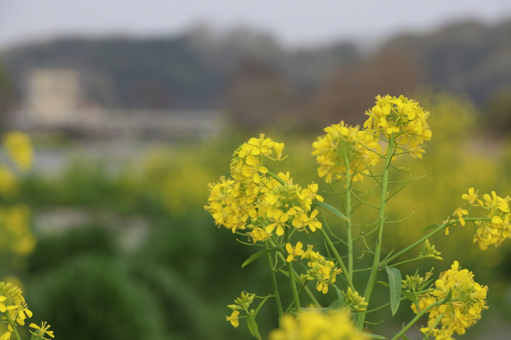 川沿いの菜の花