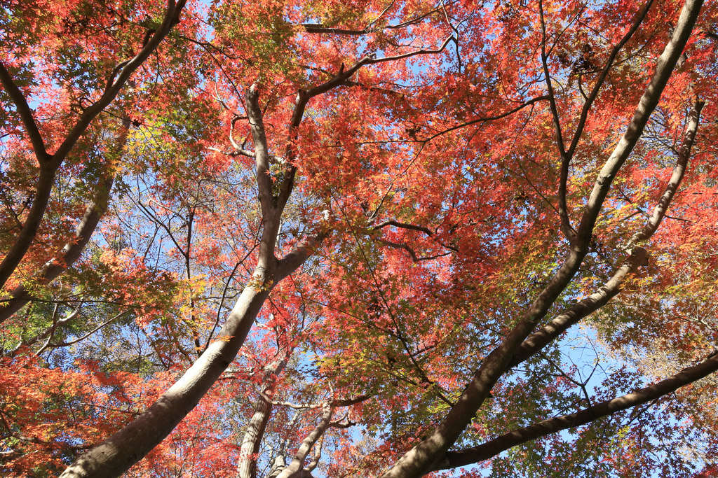 晩秋の弘法山　見上と紅葉