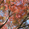 晩秋の弘法山　見上と紅葉