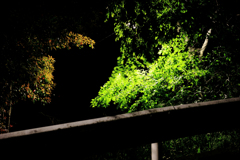 ガードレール越し