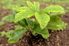 雨が小降りになったときに