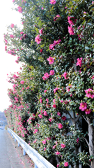寄って山茶花