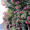 寄って山茶花