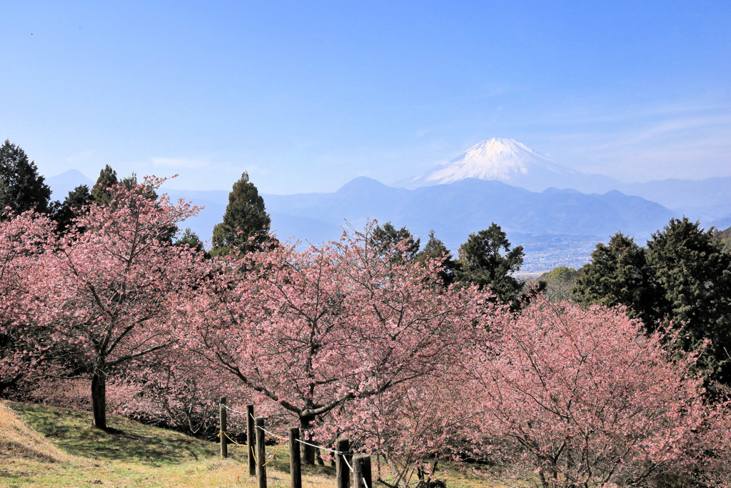 おおいゆめの里にて、大井里山花まつり