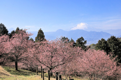 おおいゆめの里にて、大井里山花まつり