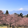 おおいゆめの里にて、大井里山花まつり