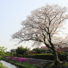 渋田川の芝桜