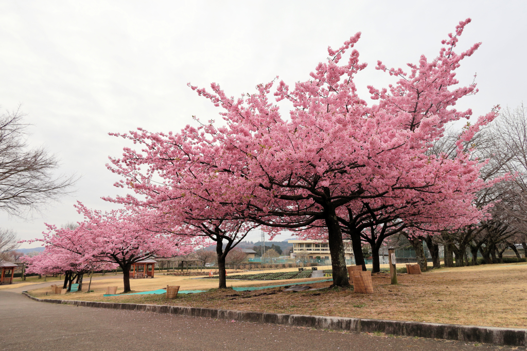 戸川公園の河津桜
