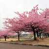 戸川公園の河津桜