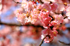 初春の河津桜