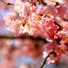 初春の河津桜