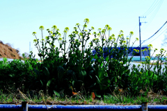 育てられている菜の花