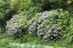 雨上がりの紫陽花　道の反対側から