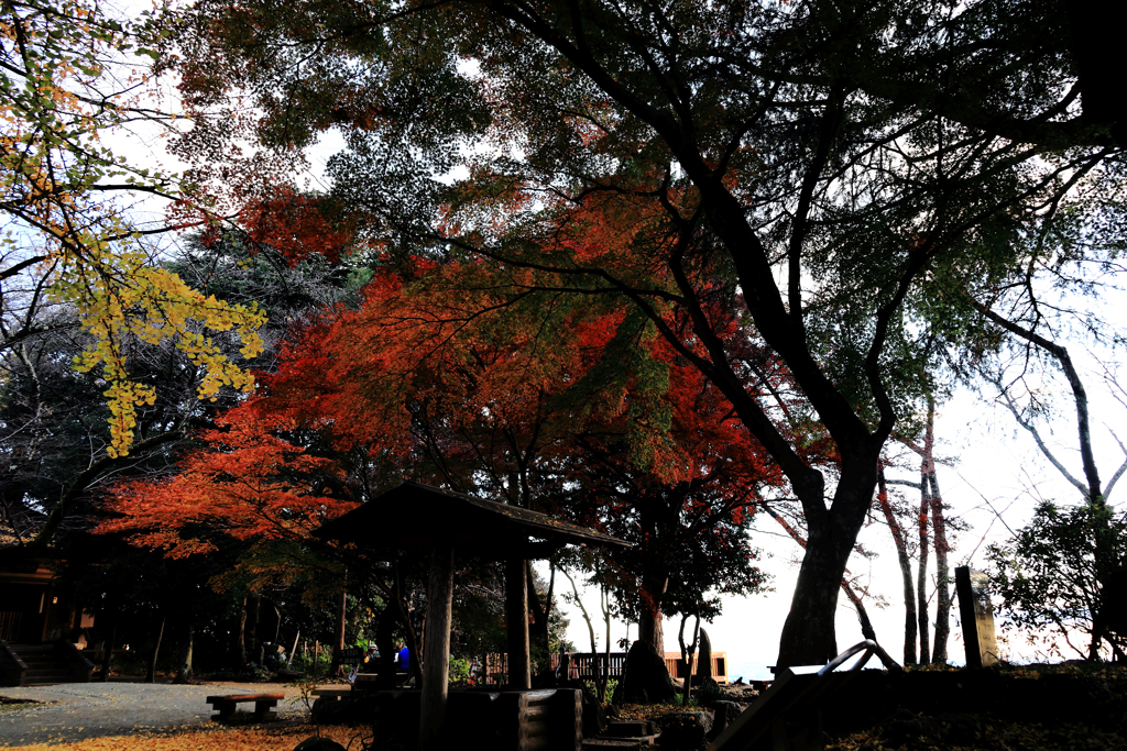 朝陽を浴びる紅葉