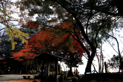 朝陽を浴びる紅葉
