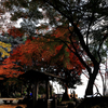 朝陽を浴びる紅葉