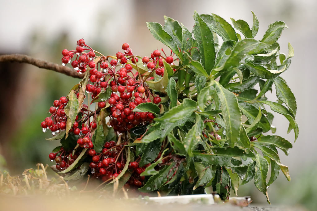 横たわるマンリョウ