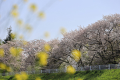 菜の花と桜と