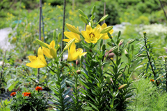 オリエンタルリリーユリ