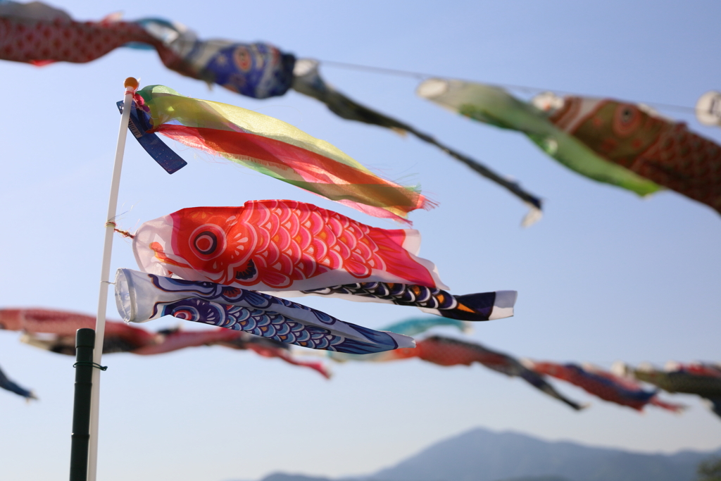 鈴川の鯉のぼり祭　子供の鯉のぼり