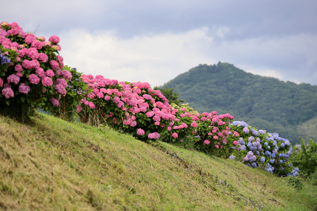 山と紫陽花