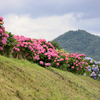 山と紫陽花