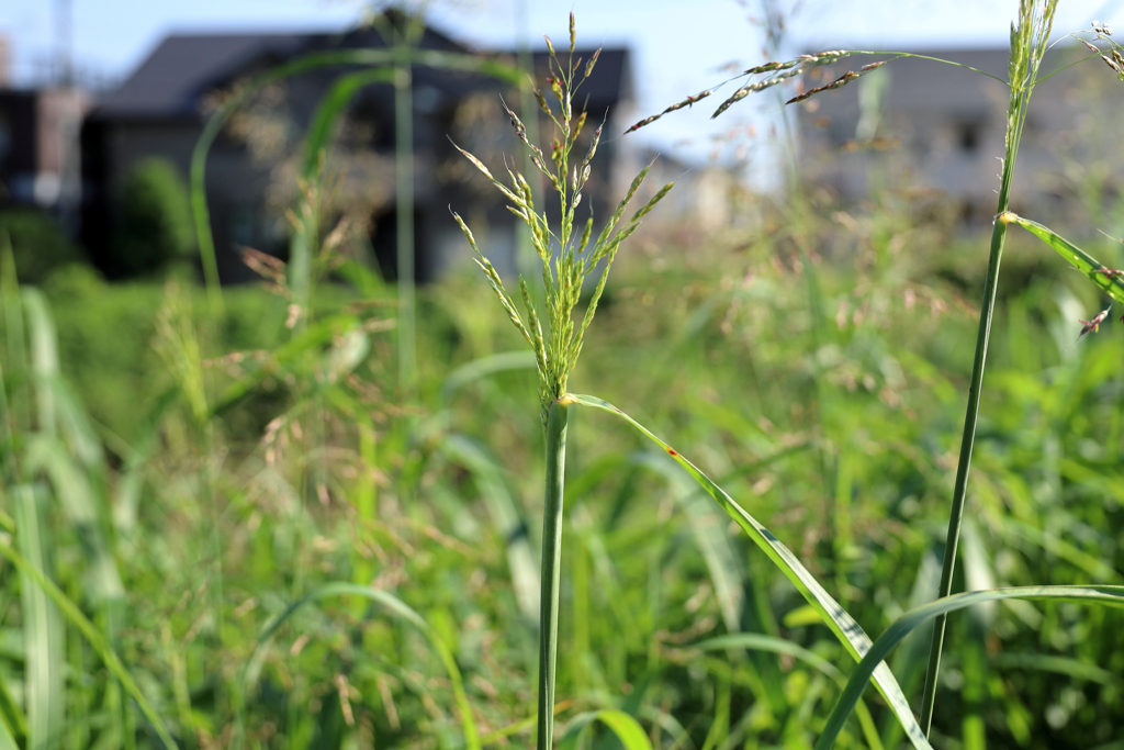 ススキの青年くらい