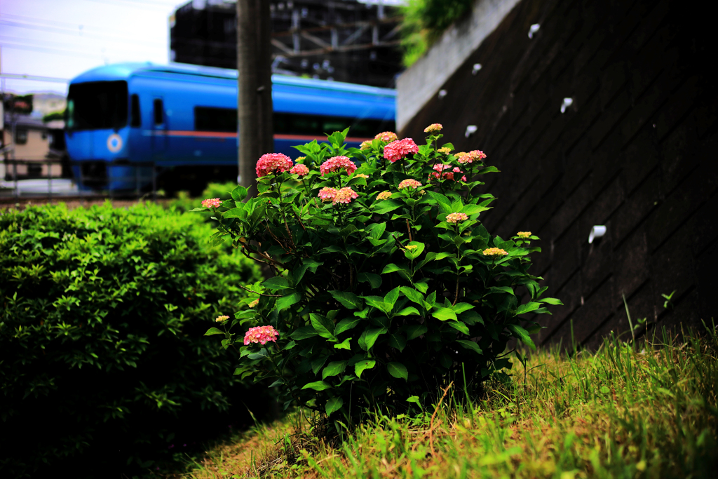 紫陽花とロマンスカー