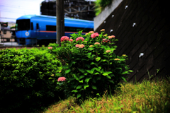 紫陽花とロマンスカー