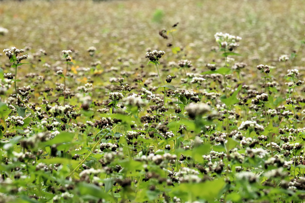 蕎麦の花