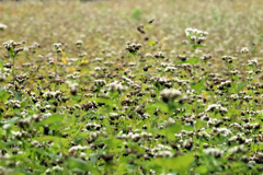 蕎麦の花