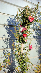 山茶花の立ち姿