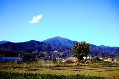 一本木と雲ひとつ