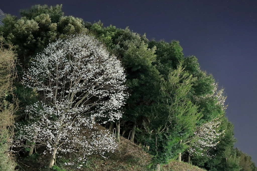 コンビニを見下ろす木蓮