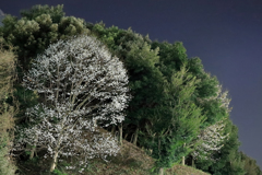 コンビニを見下ろす木蓮