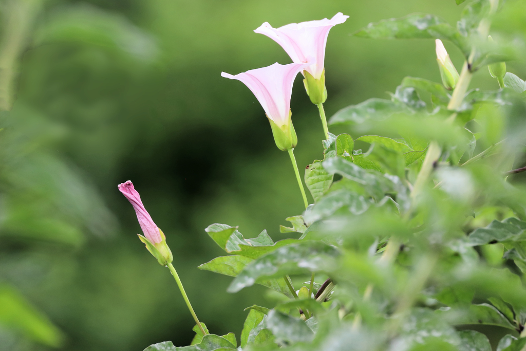 ヒルガオ　横顔