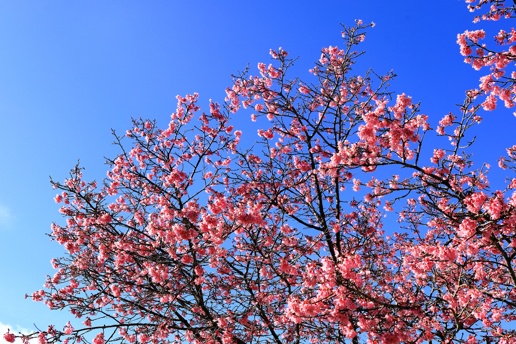 うぐいす橋付近のおかめ桜