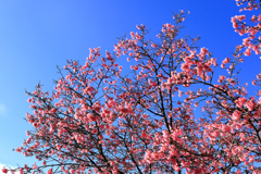 うぐいす橋付近のおかめ桜