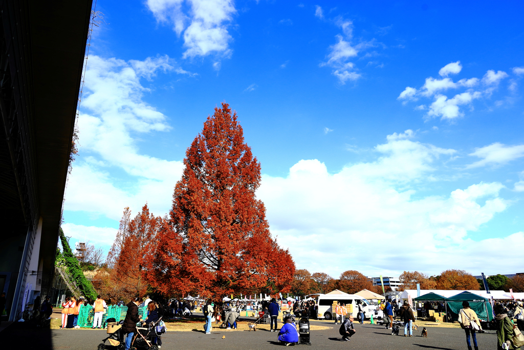 昭和記念公園の紅葉　広場を見下ろす