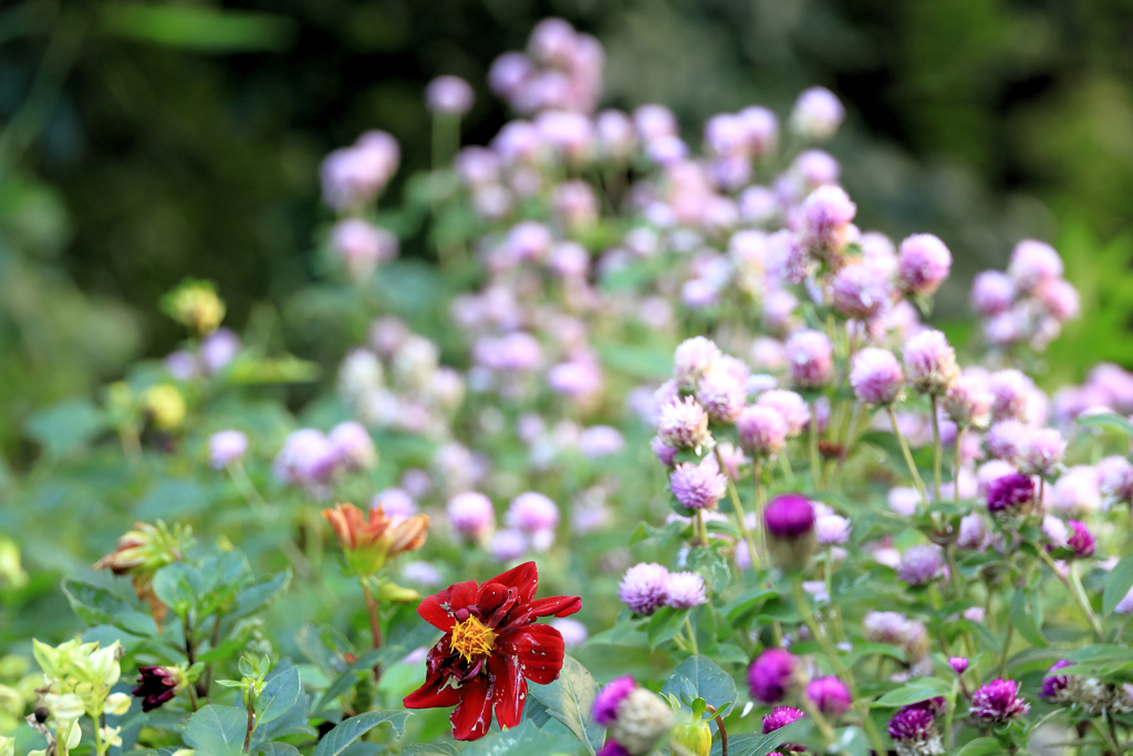千日紅とダリア