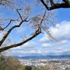弘法山の春