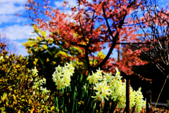水仙と河津桜