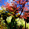 水仙と河津桜