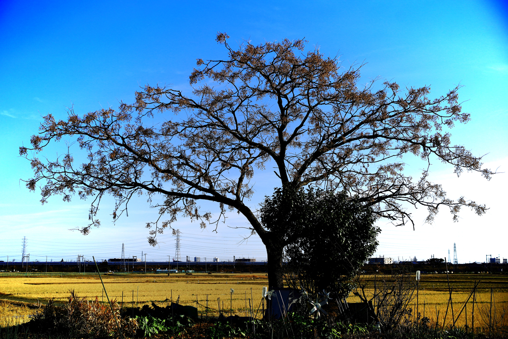 遠くに新幹線を眺めながら
