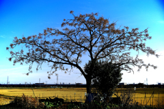 遠くに新幹線を眺めながら