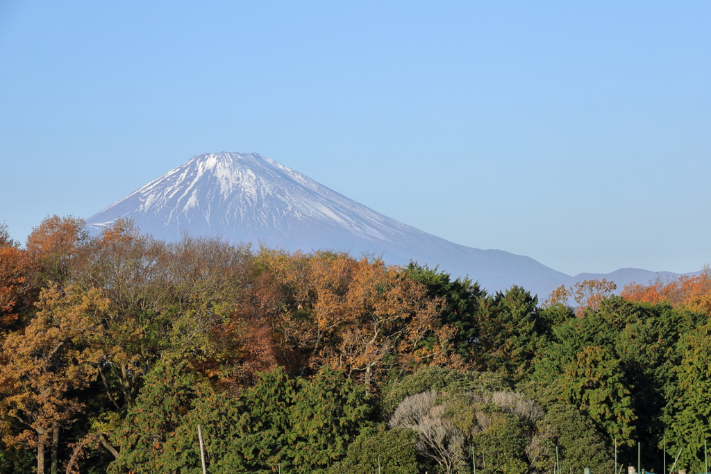 紅葉の先に富士山