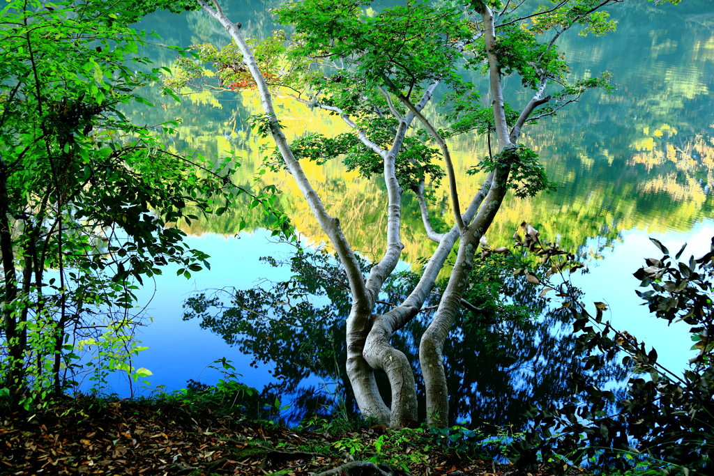 紅葉が始まった震生湖