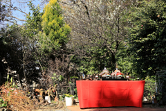 座間神社の春よこい　ひなまつり。